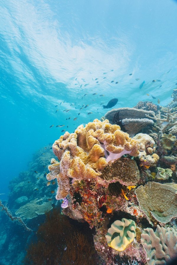 Pourquoi utiliser un drone sous-marin?